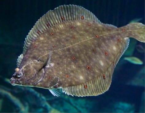 FLAT FISH