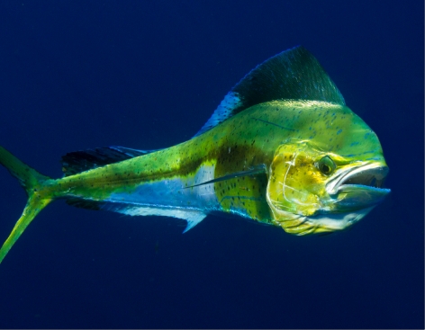 MAHI-MAHI