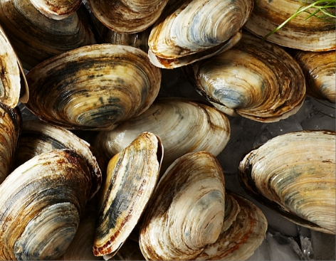SOFT SHELL CLAMS